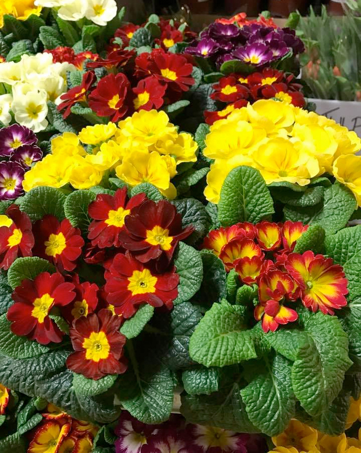 Blommor